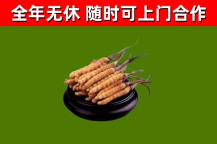 岳阳回收散虫草